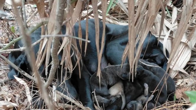 Une chienne en difficulté dans la forêt avec ses chiens
