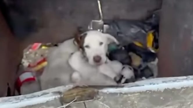 Una perra y sus cachorros en un cubo de basura