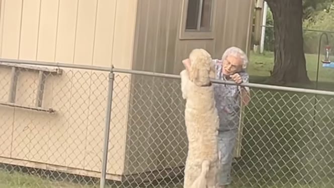 Une chienne et une femme âgée devant une clôture