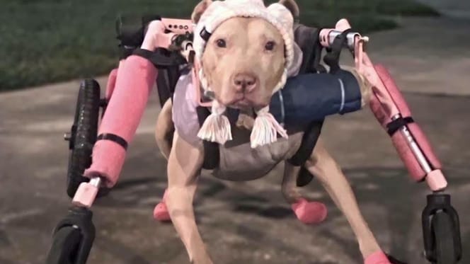 Una cagnolina disabile in carrozzina