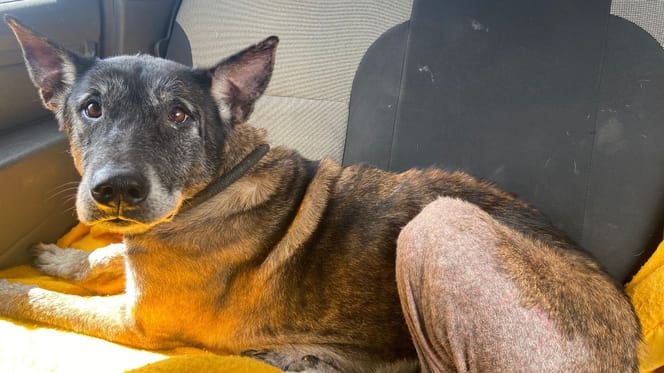 Une chienne Malinoise qui cherche un adoptant