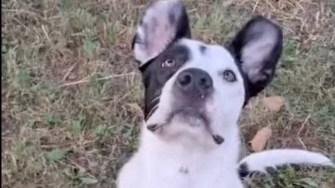 Une chienne noire et blanche à l'adoption