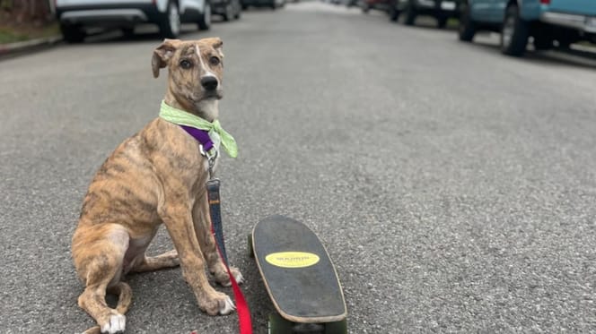 Une chienne près d'un skate