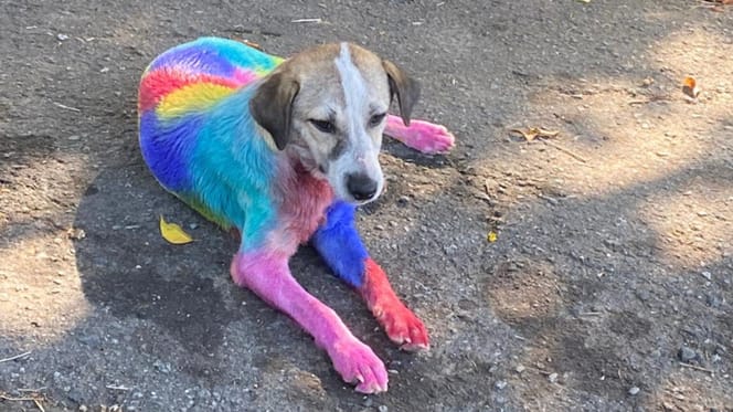 Une chienne recouverte de peinture de toutes les couleurs