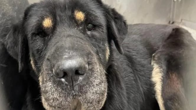Une chienne triste