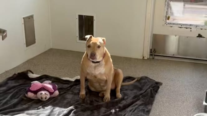 Een trieste hond in een asiel