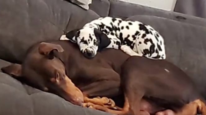 Eine Dalmatinerin und ein Dobermann