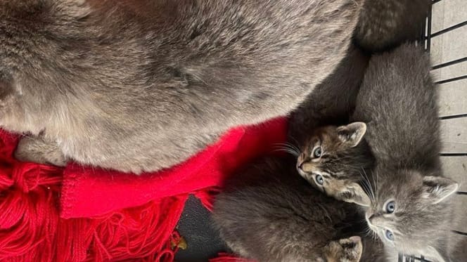 Une famille de chats