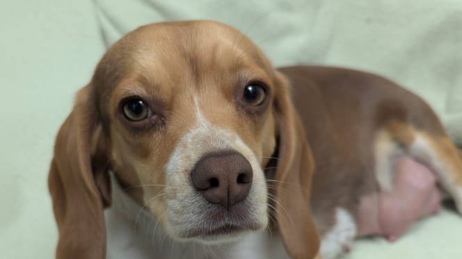 Una femmina di Beagle incinta