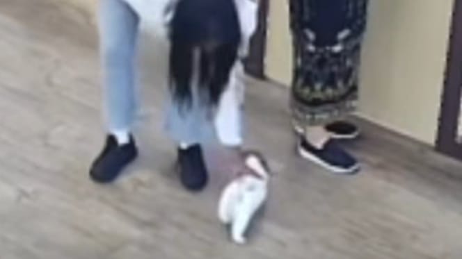 Eine Frau stiehlt einen Welpen aus einem Zoogeschäft