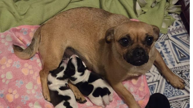 Eine Mops-Mama und ihre Welpen mit geflecktem Fell im Kuh-Look