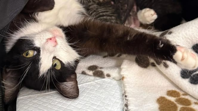 Eine liebevolle Katzenmutter
