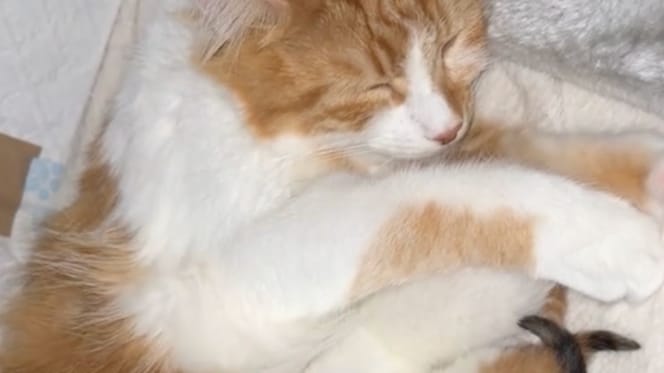 Une maman chat donne naissance à ses chatons