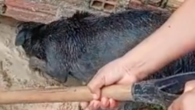 Eine Hundemutter sucht verzweifelt nach ihren Welpen