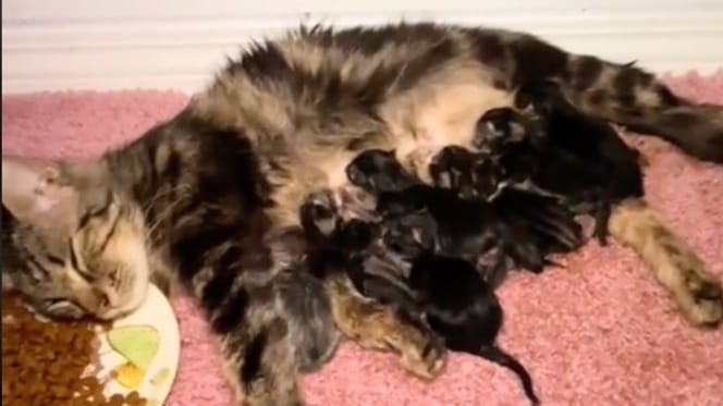 Une maman et ses chatons
