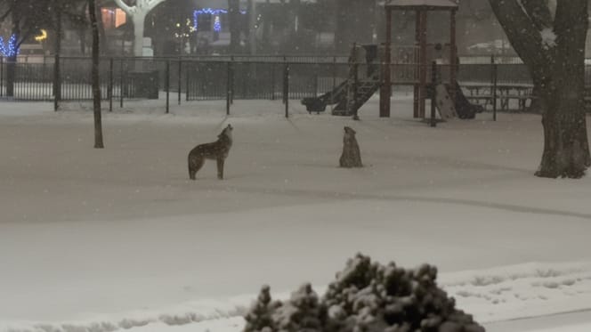 A snowy landscape with two coyotes