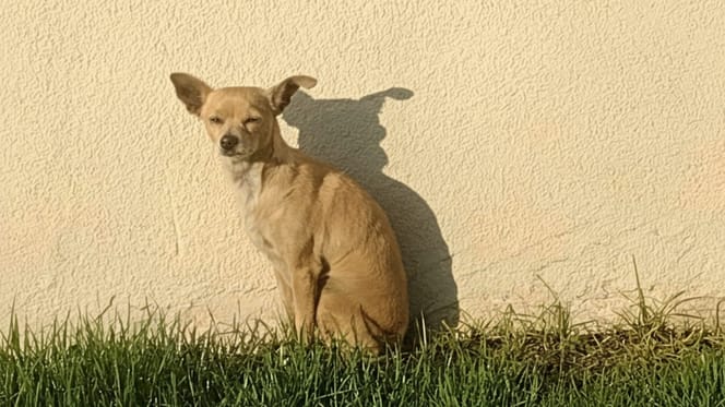 Een klein hondje dat werd achtergelaten tijdens een verhuizing
