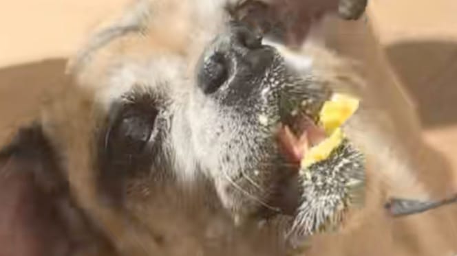 Une petite chienne mange de la glace
