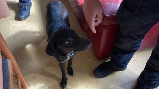 Une petite chienne noire