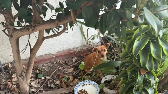 A small dog petrified in the bushes