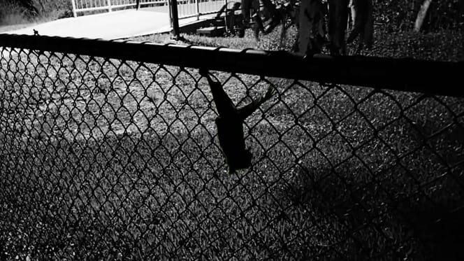 A small creature alone in a dog park