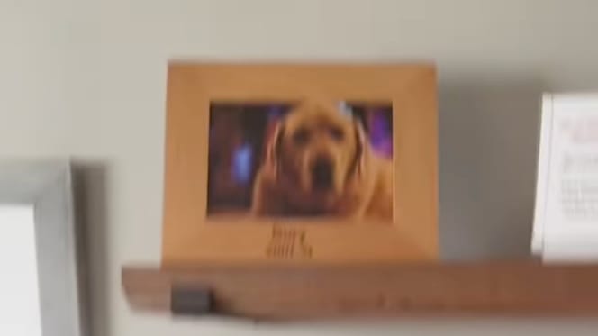 Une photo hommage à un Golden Retriever