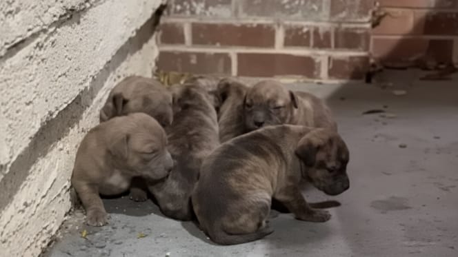 Une pile de chiots abandonnés dans la rue