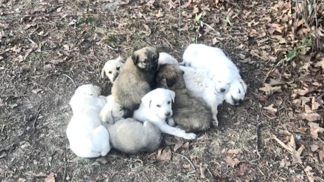 Een *“stapel”* puppy's in de vrije natuur