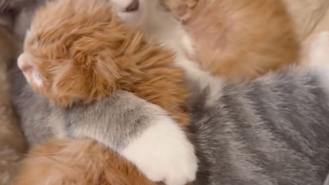 Une portée de chatons
