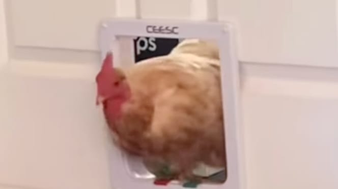 Une poule dans une chatière