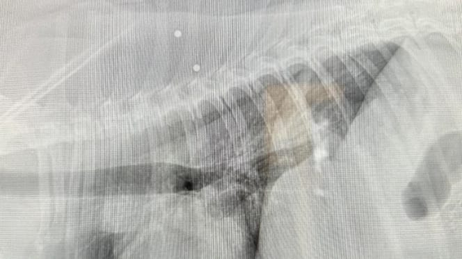 Una radiografia di cane crivellato di pallini