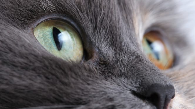 Een close-up van de kop van een kat