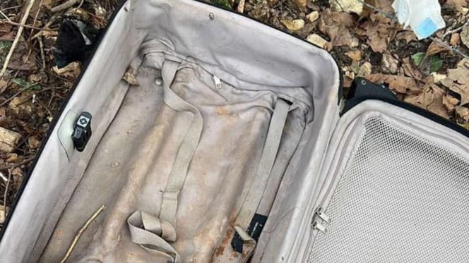Une valise pleine de chiots