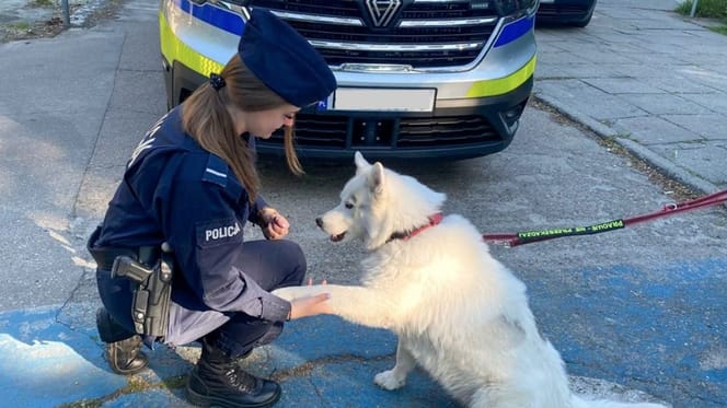 Dog  with a Polish officer