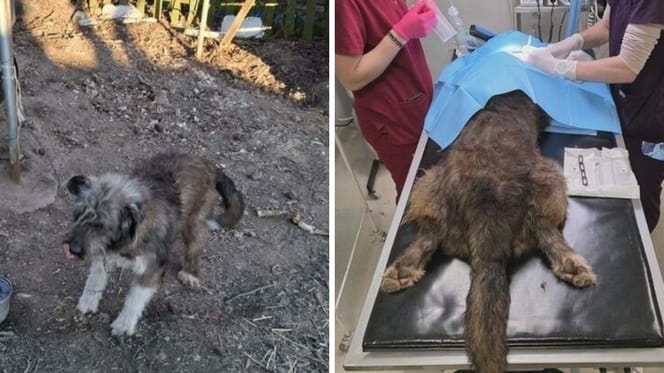 Perro rescatado durante intervención veterinaria