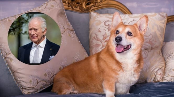 Va-t-on retirer les corgis à Andrew ?