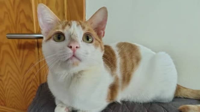 vainilla-gata-en-adopcion