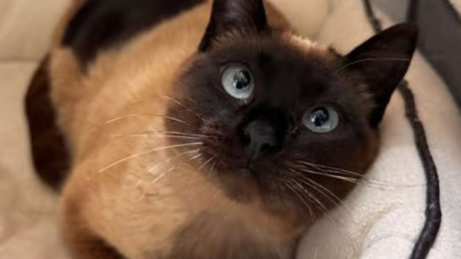 valetina-gata-adopcion-valladolid