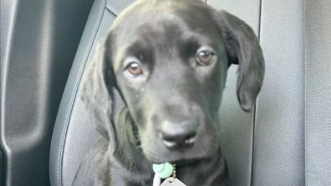 Hond Venom