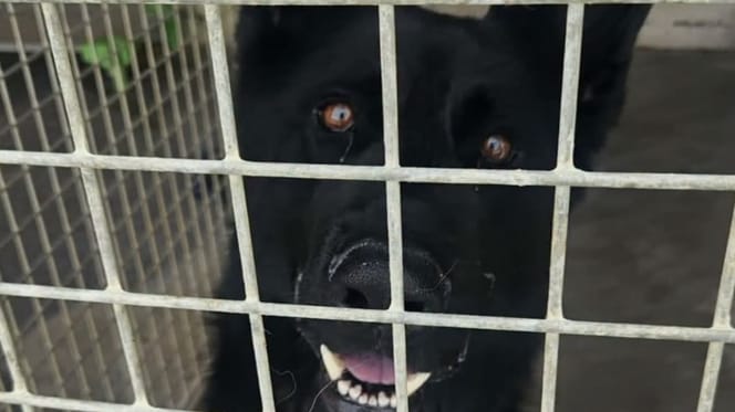 Malinois Venom im Tierheim