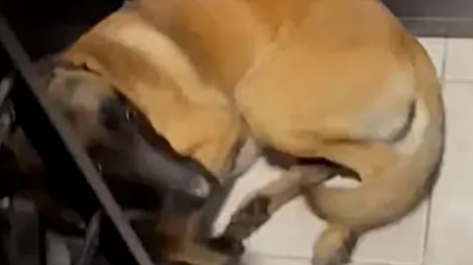 Verängstigter Malinois liegt in der Ecke