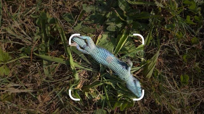 Verfärbte Eidechse im Gras