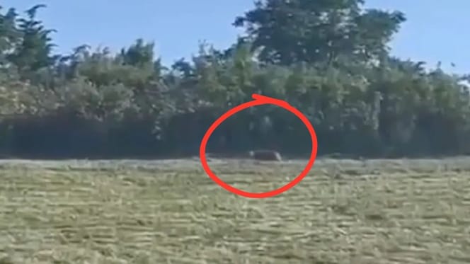 Obserwacja "pumy" nad jeziorem Geiseltal