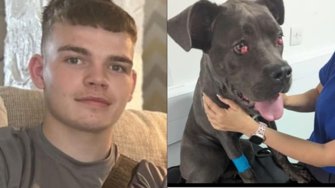 Skazany właściciel psów i cane corso