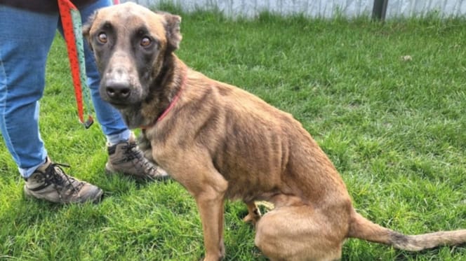 Verwaarloosde hond Julia heeft een gastgezin gevonden