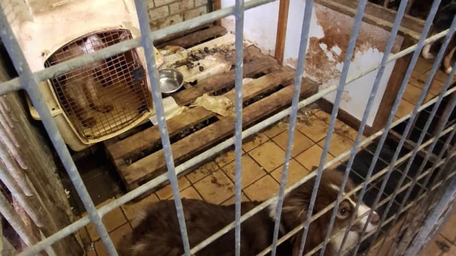 Verwaarlozing van dieren neemt toe in Nederland