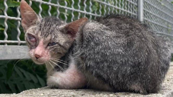Very sick stray cat in Italy