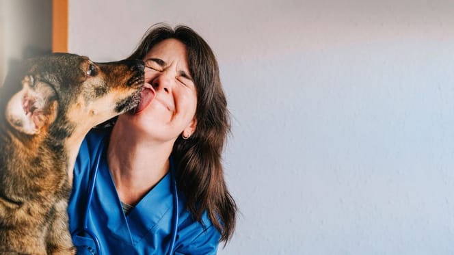 Vétérinaire soigne un chien