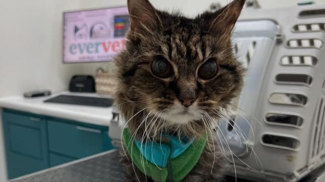 vieux chat