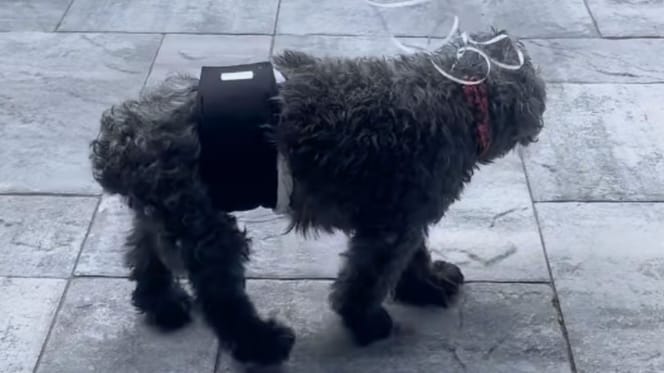 Alter Hund